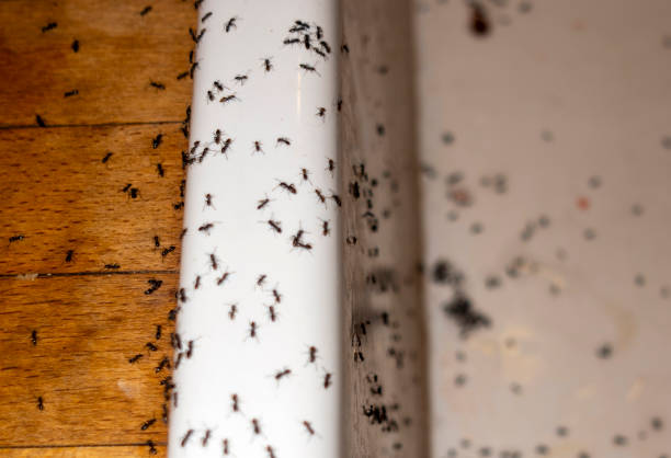 Best Rat Extermination Near Me  in Eastland, TX